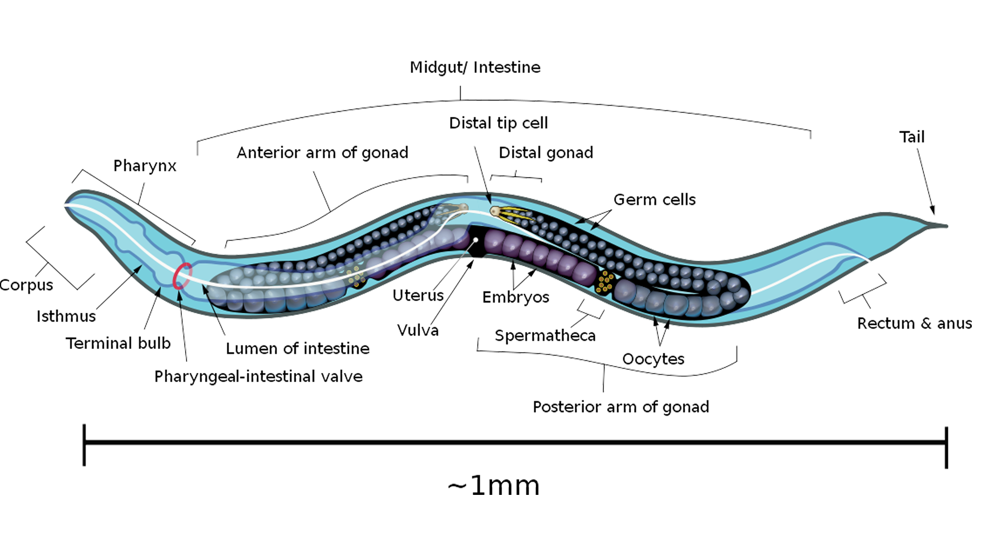 Labeled illustration of C. elegans