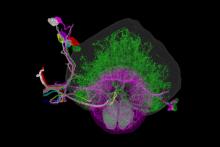 MIT-Brain-Mapping-01.jpg