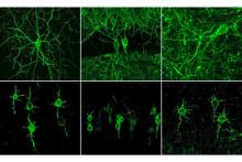 MIT-Imaging-Neuron.jpg