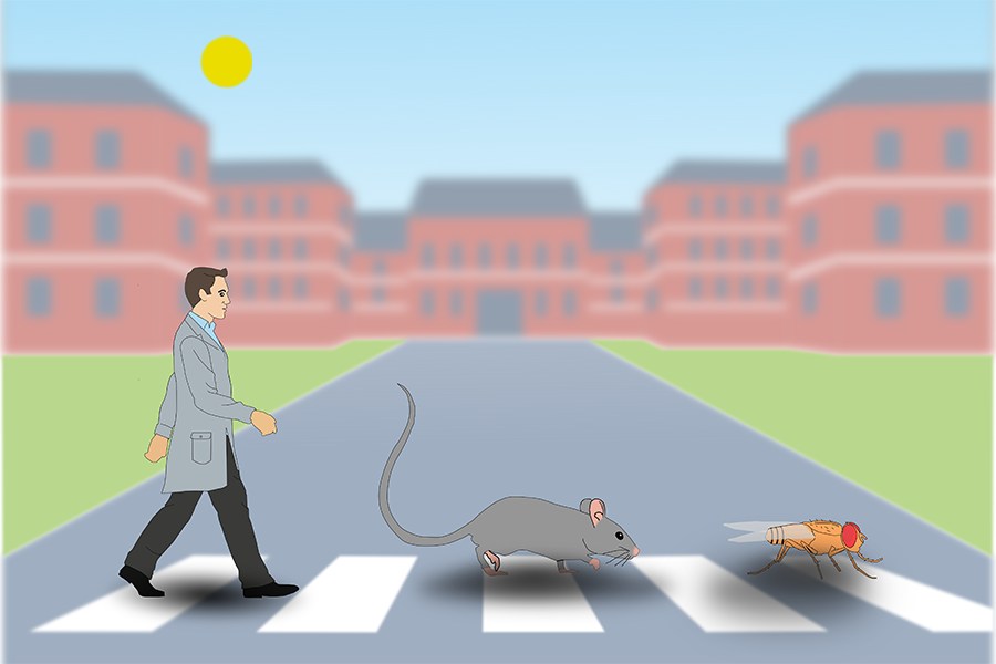 Illustration. A man, a mouse and a fly walking across a crosswalk
