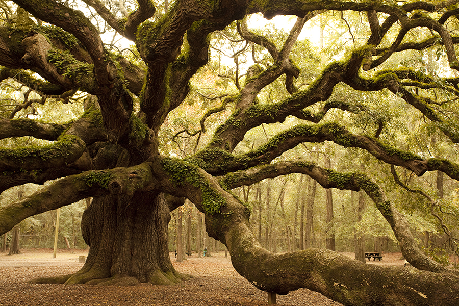 A tree with long, twisty limbs