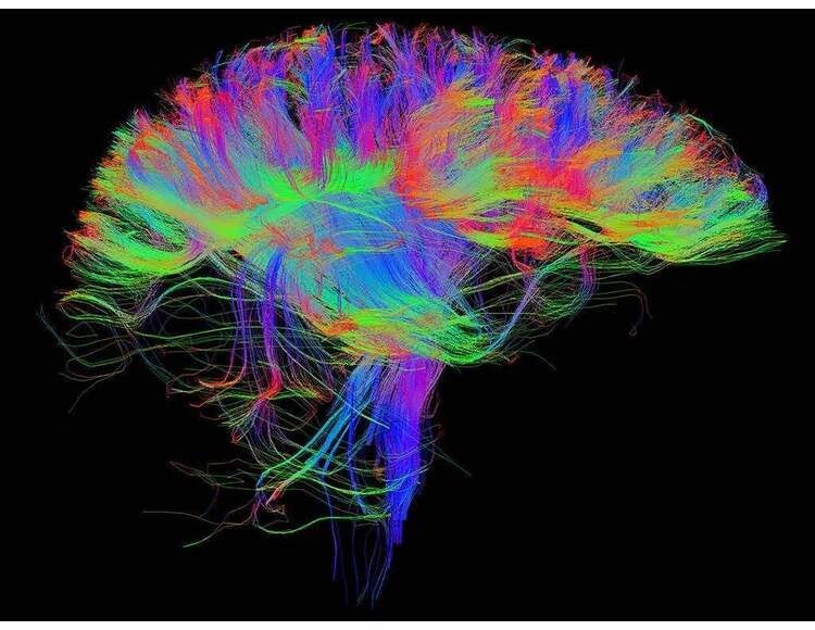 Decoding the Brain at the Cambridge Science Festival