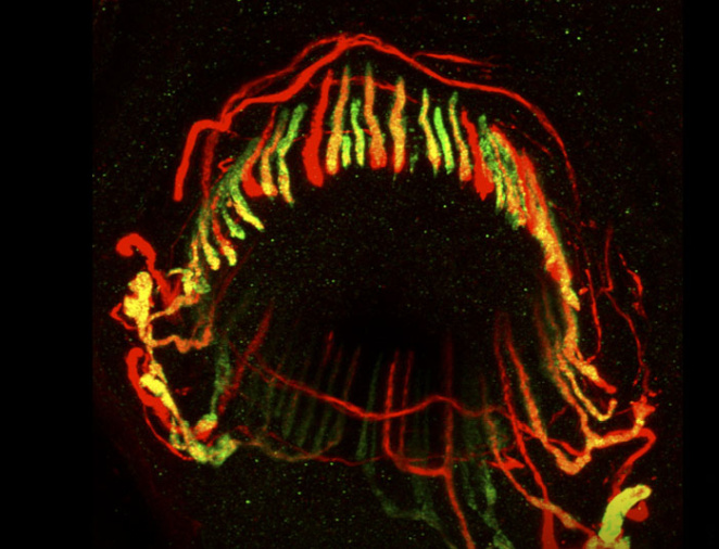 Edward M. Scolnick Prize in Neuroscience Lecture