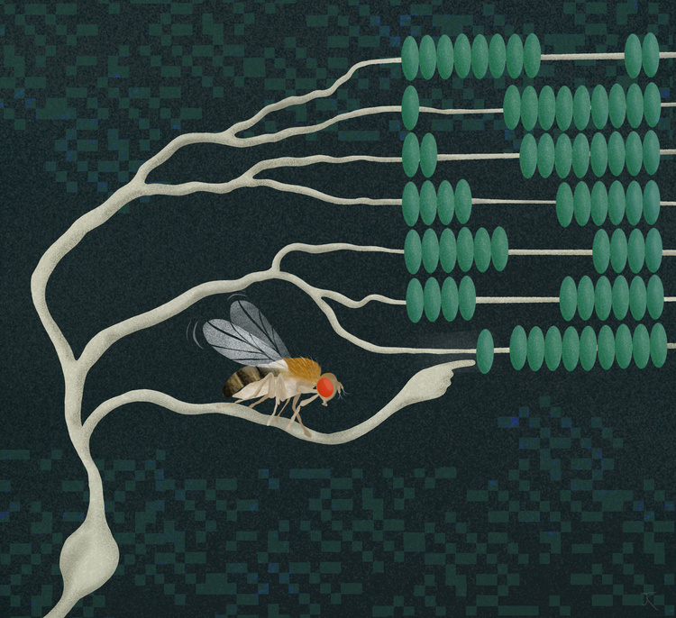 CBMM|Quest Brains, Minds, and Machines Seminar Series: How fly neurons compute the direction of visual motion