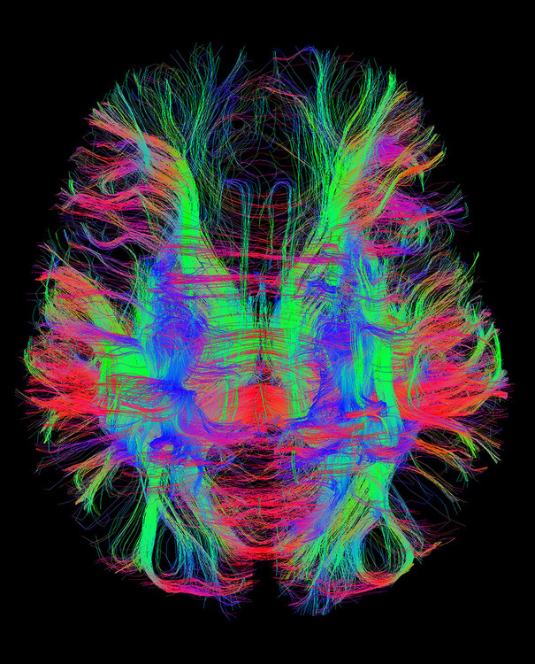 Thalamus Seminar Series - Prof. Kai Hwang (Iowa)