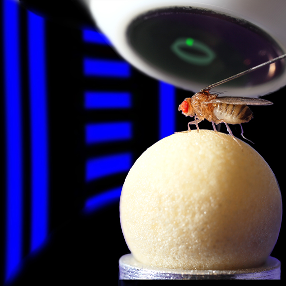 FlyOnBallInVR_JohannesSeeligIgorSiwanowiczVivekJayaraman.jpg