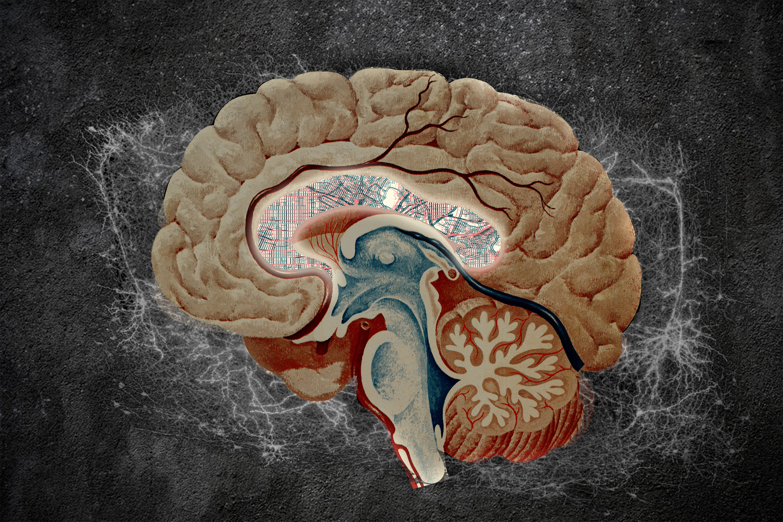 Atlas of the brain’s striatum could guide researchers to new drug treatments