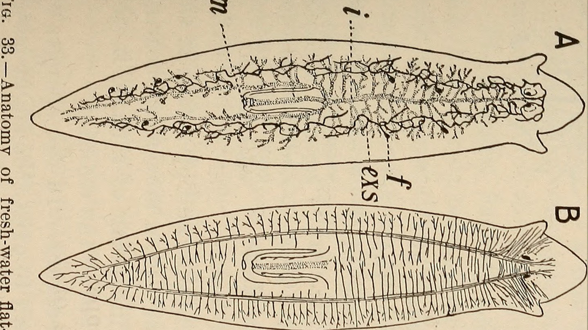 line drawing diagram of a flatworm