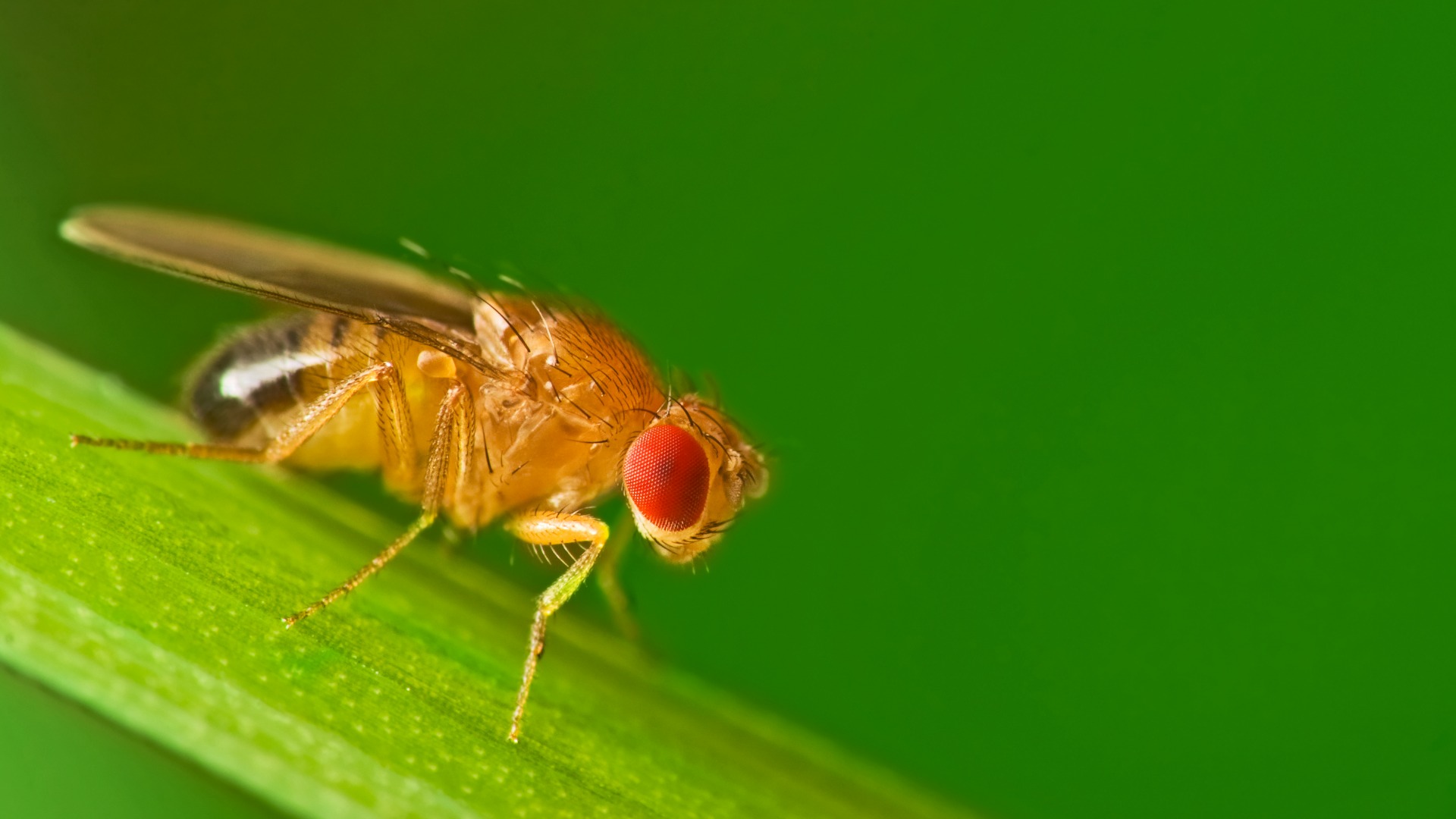 A male fruit fly perched on a blade of grass