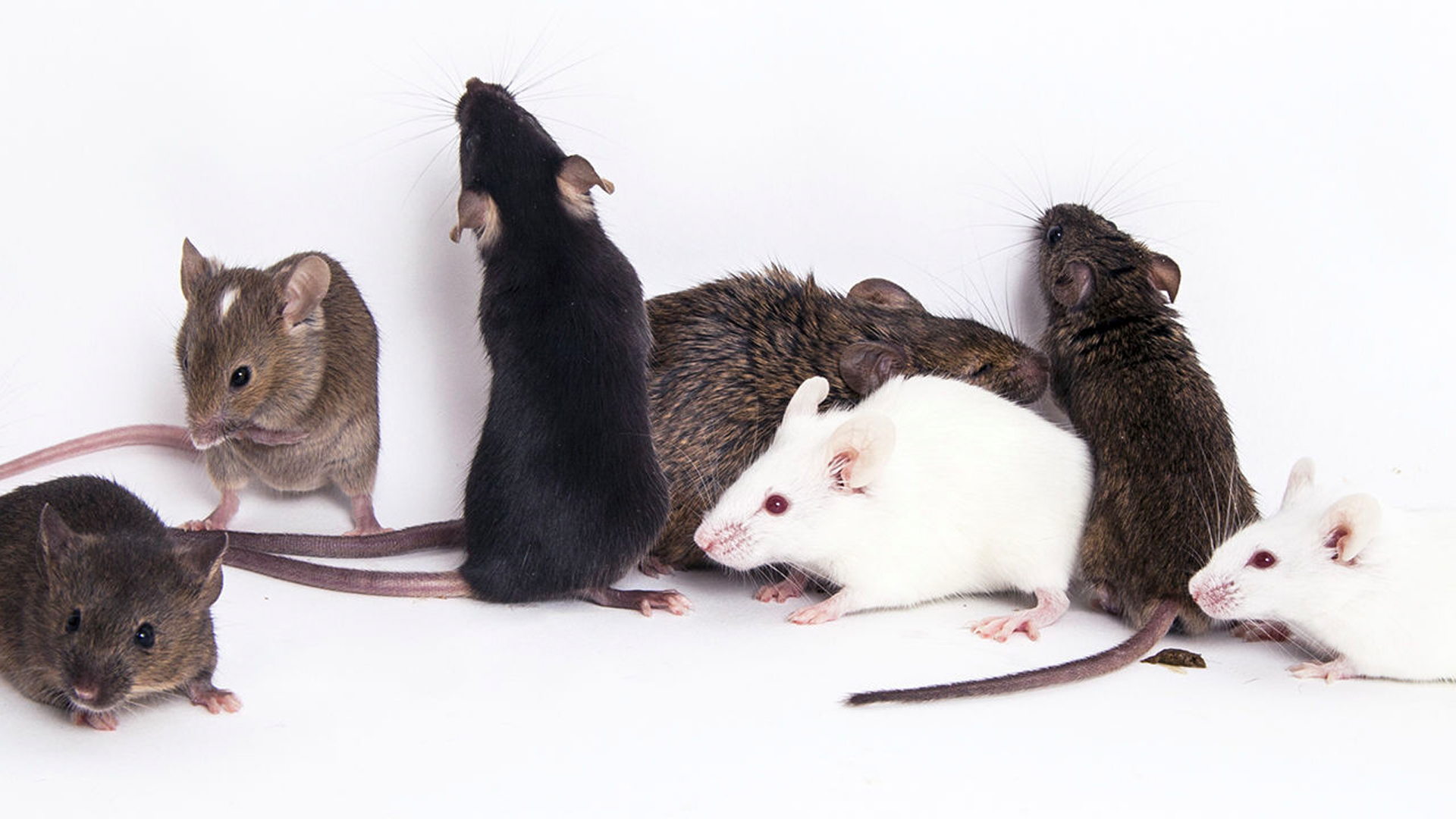 a group of mice