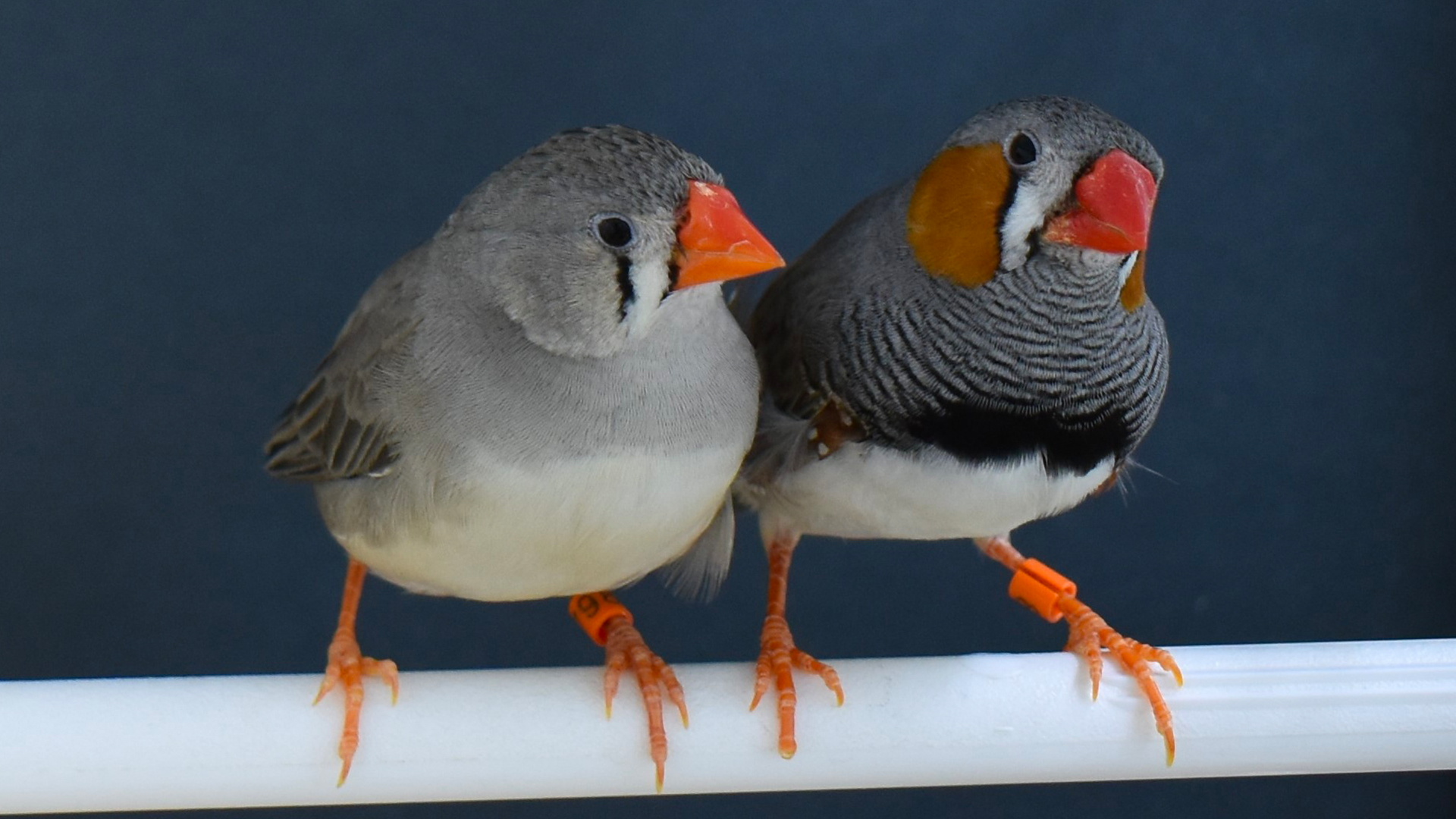 A pair of zebra finches