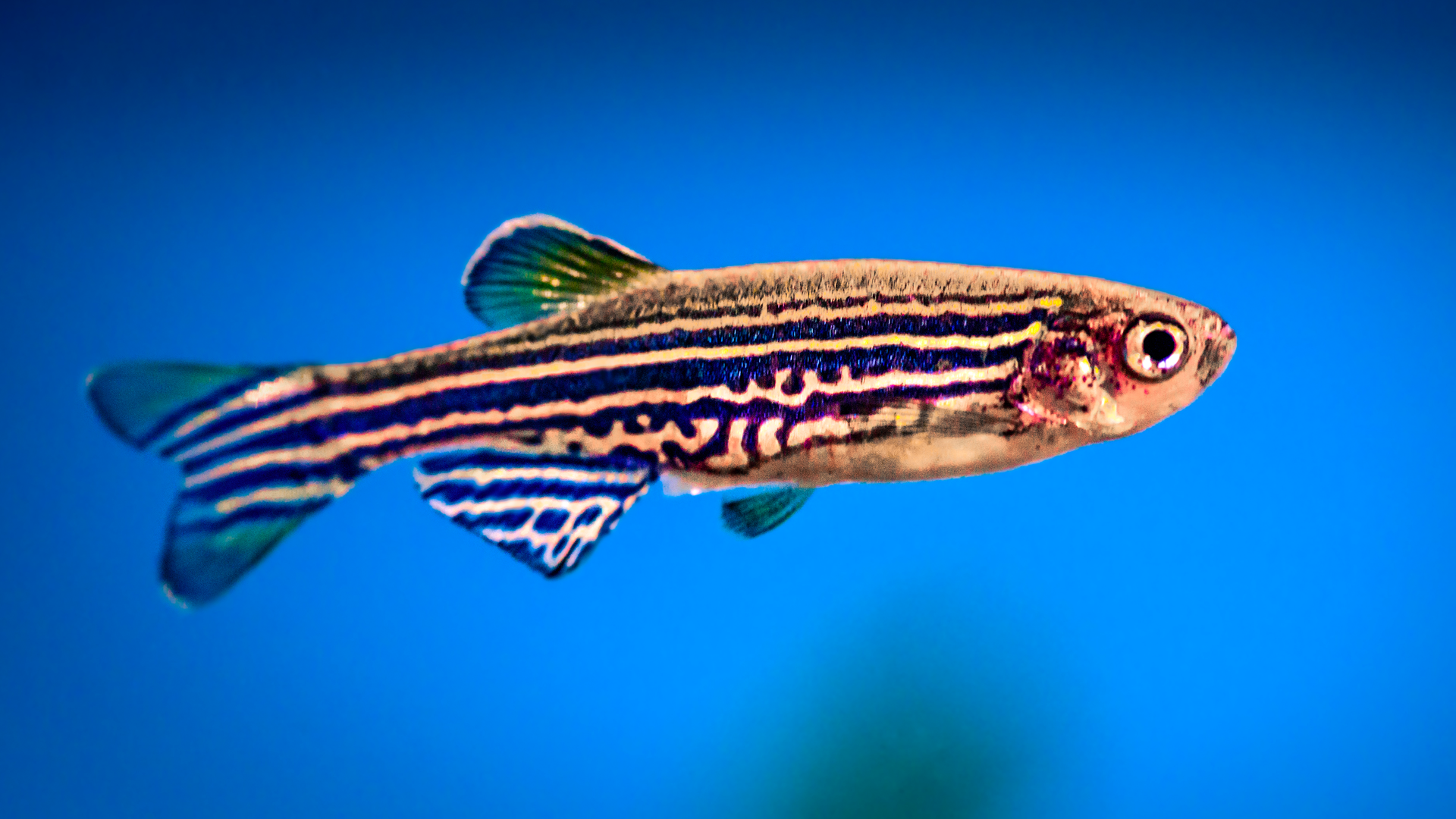 A zebrafish