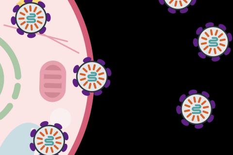 Scientists harness human protein to deliver molecular medicines to cells Scientists harness human protein to deliver molecular medicines to cells