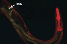 How a single neuron’s parallel outputs can coordinate many aspects of behavior