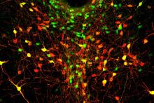 MIT-Lonely-Neurons.jpg