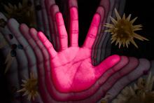 Mice naturally engage in physical distancing, study finds