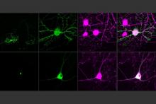 MIT-Single-Cell-Optogenetics.jpg