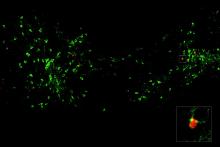 Dopamine signals when a fear can be forgotten