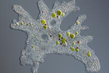 Thousands of programmable DNA-cutters found in algae, snails, and other organisms