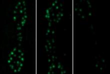 New findings reveal how neurons build and maintain their capacity to communicate