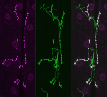 drosophila-neuron-zhuo-guan-picower-institute-mit.png