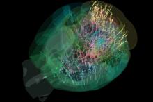 A comprehensive cellular-resolution map of brain activity