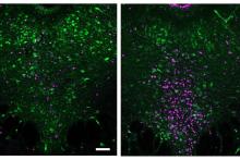 Too sick to socialize: How the brain and immune system promote staying in bed