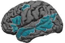 Language development in the brain