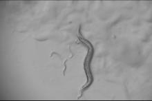 Response to infection highlights the nervous system’s surprising degrees of flexibility