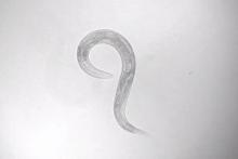 With navigating nematodes, scientists map out how brains implement behaviors