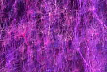Biology-based brain model matches animals in learning, enables new discovery