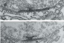 Neural activity helps circuit connections mature into optimal signal transmitters