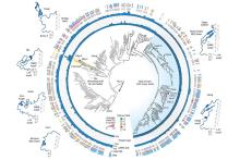 Rationale engineering generates a compact new tool for gene therapy