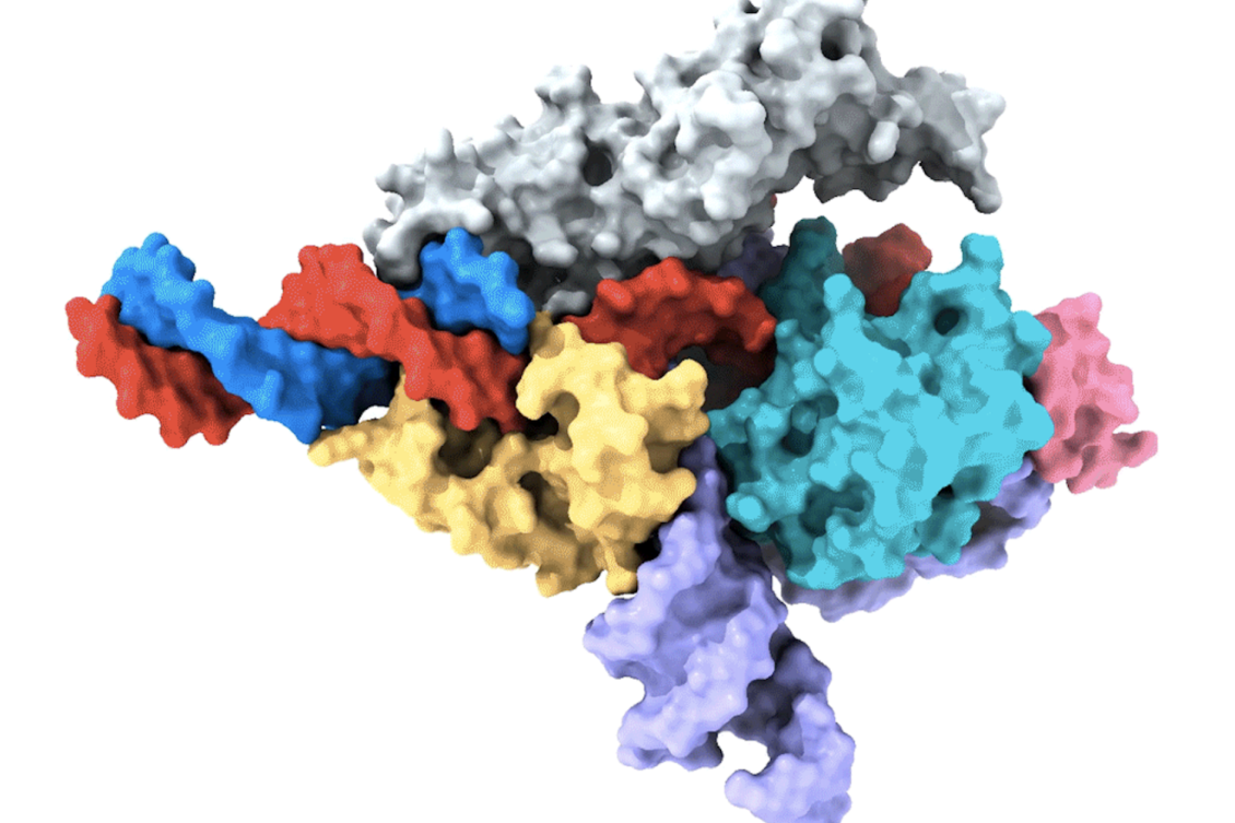 Researchers uncover a new CRISPR-like system in animals that can edit the human genome