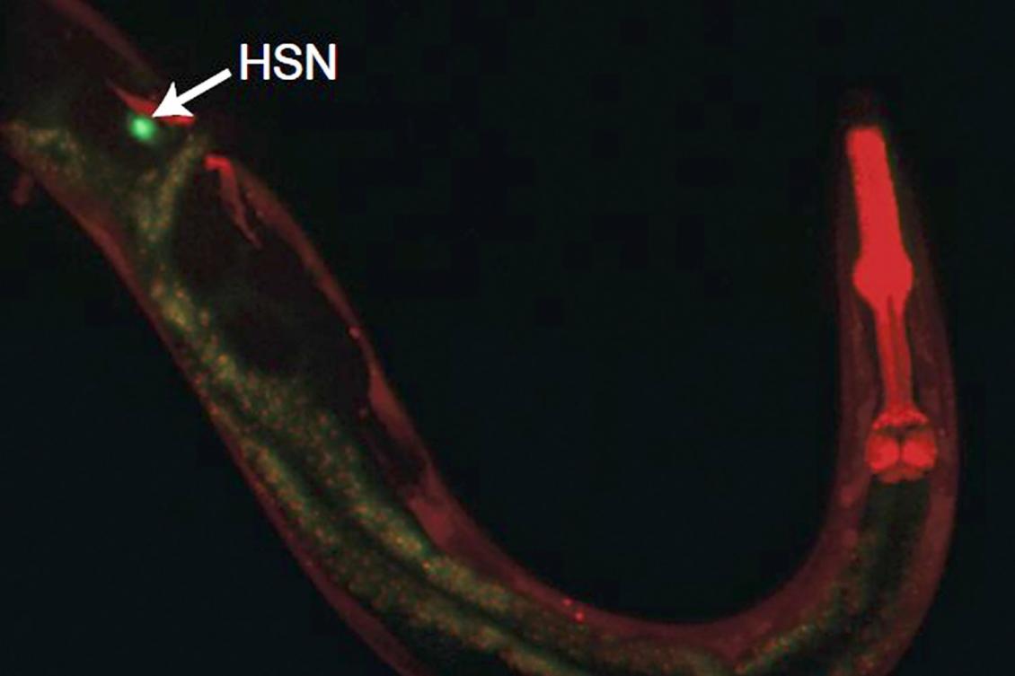 How a single neuron’s parallel outputs can coordinate many aspects of behavior How a single neuron’s parallel outputs can coordinate many aspects of behavior