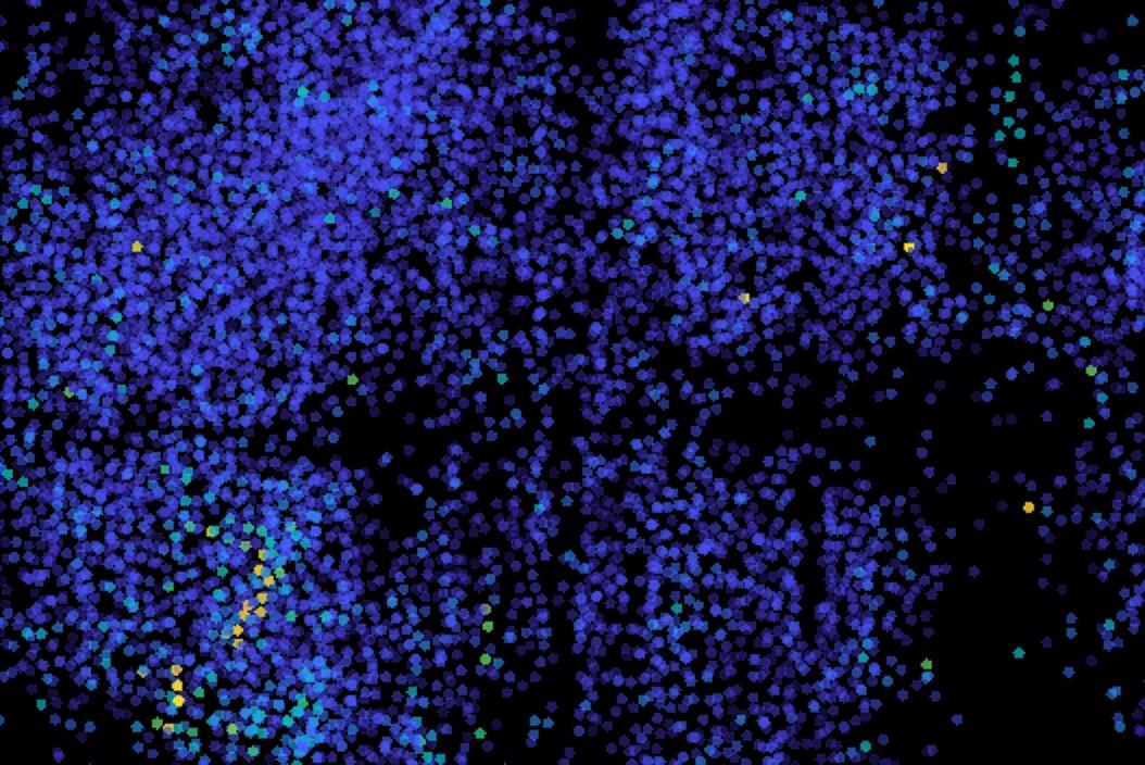 High-speed microscopy reveals electrical activity across the brain