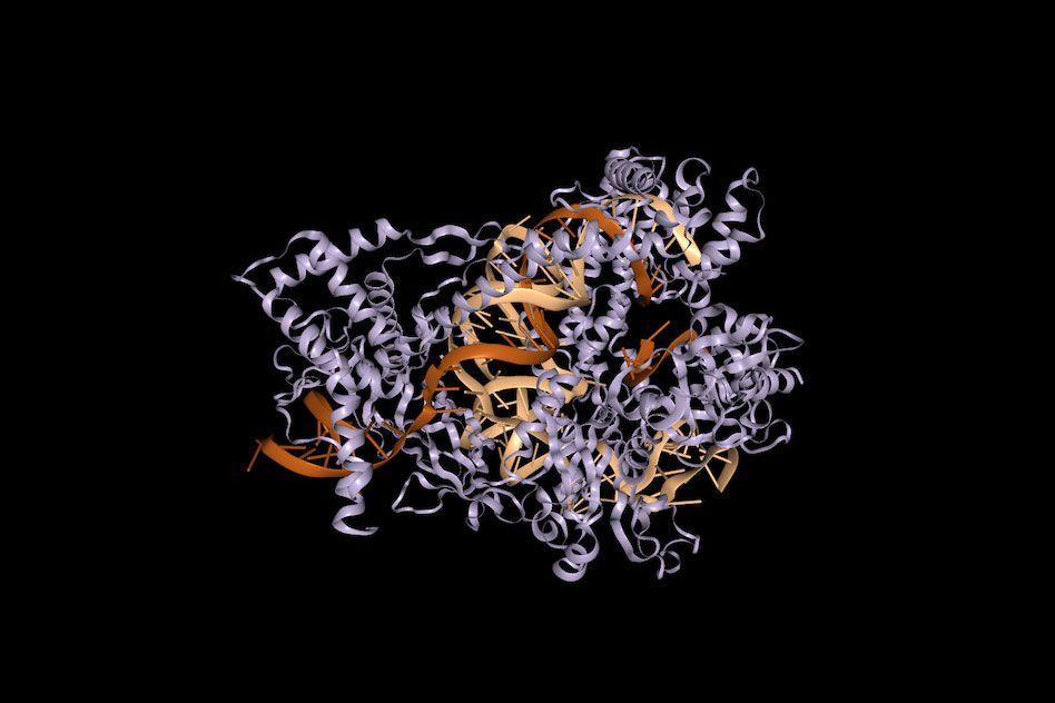 MIT-CRISPR-Cas12b.jpg