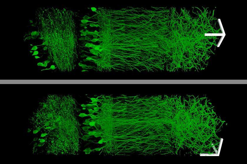 MIT-Cell-Magnification-01_0.jpeg MIT-Cell-Magnification-01_0.jpeg