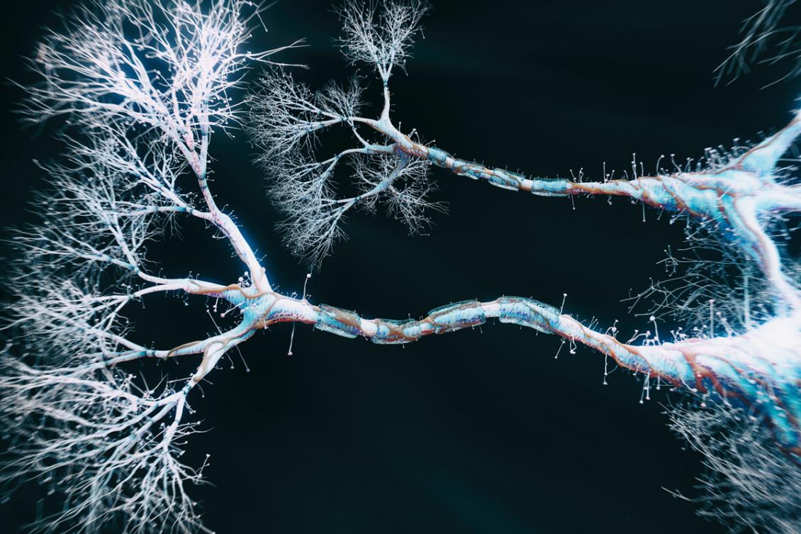 Dendrites may help neurons perform complicated calculations