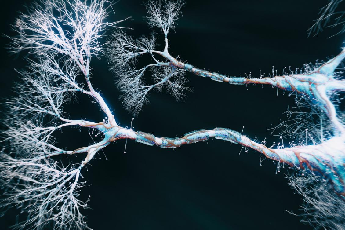 Dendrites may help neurons perform complicated calculations Dendrites may help neurons perform complicated calculations