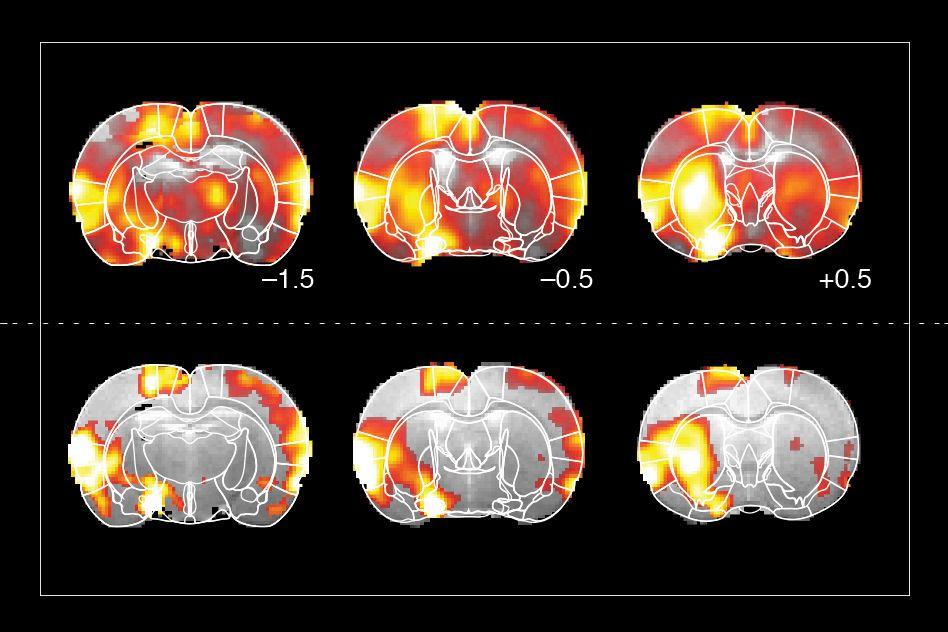 MIT-Dopamine-Response-01.jpg MIT-Dopamine-Response-01.jpg