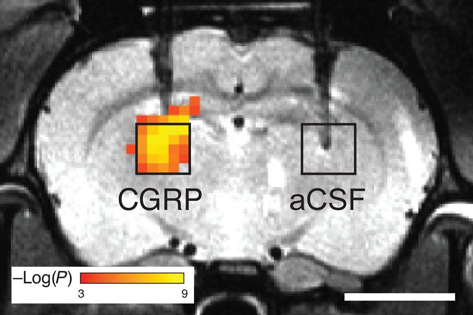 MIT-Molecular-Imaging.jpg MIT-Molecular-Imaging.jpg