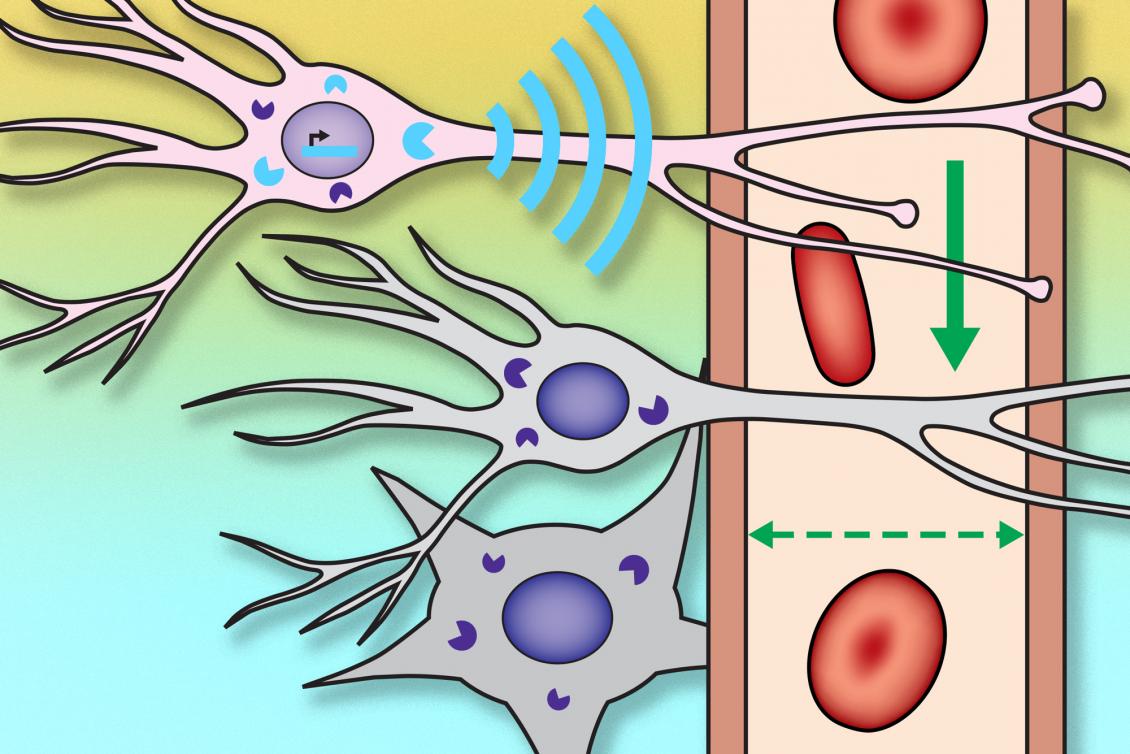 New MRI probe can reveal more of the brain’s inner workings New MRI probe can reveal more of the brain’s inner workings