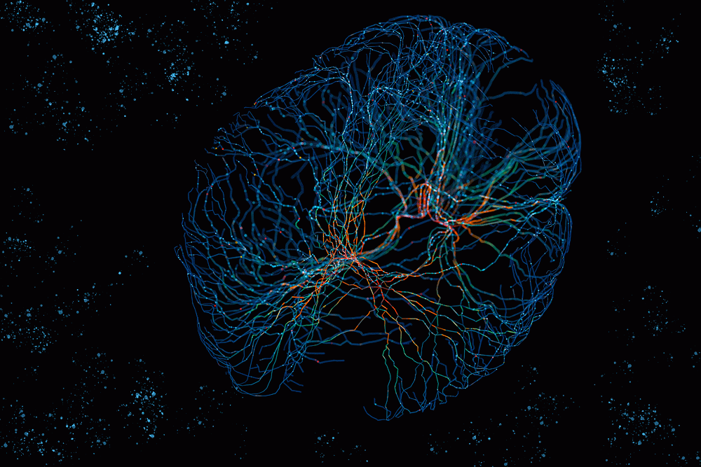 Study urges caution when comparing neural networks to the brain