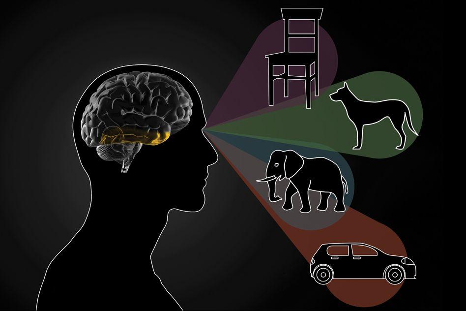 how-the-brain-distinguishes-between-objects-brain-and-cognitive-sciences