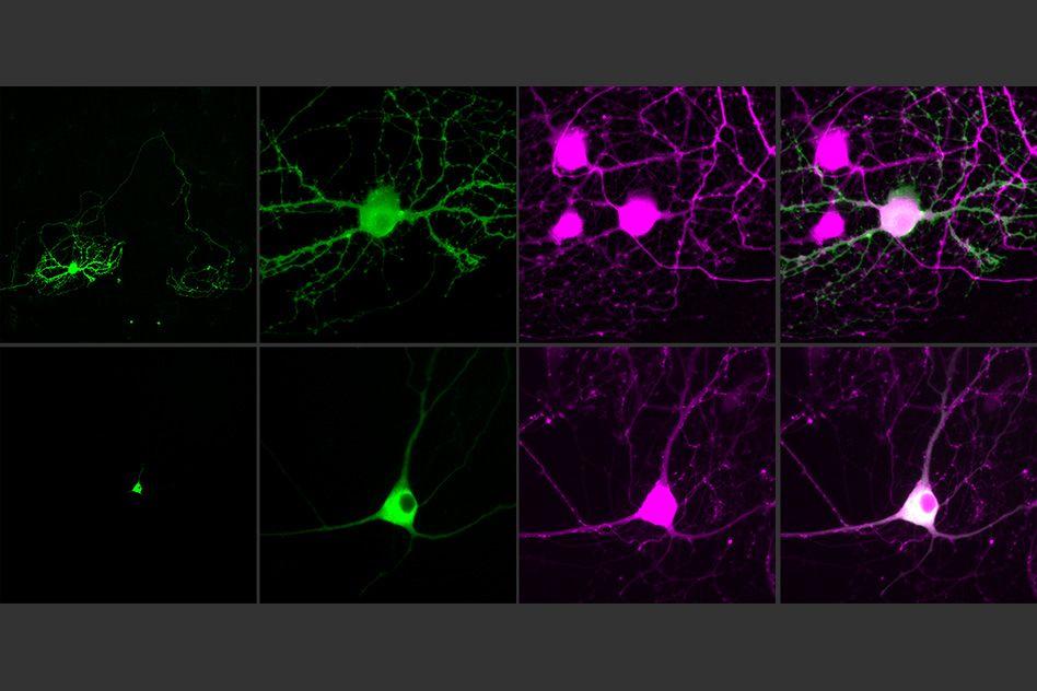 MIT-Single-Cell-Optogenetics.jpg