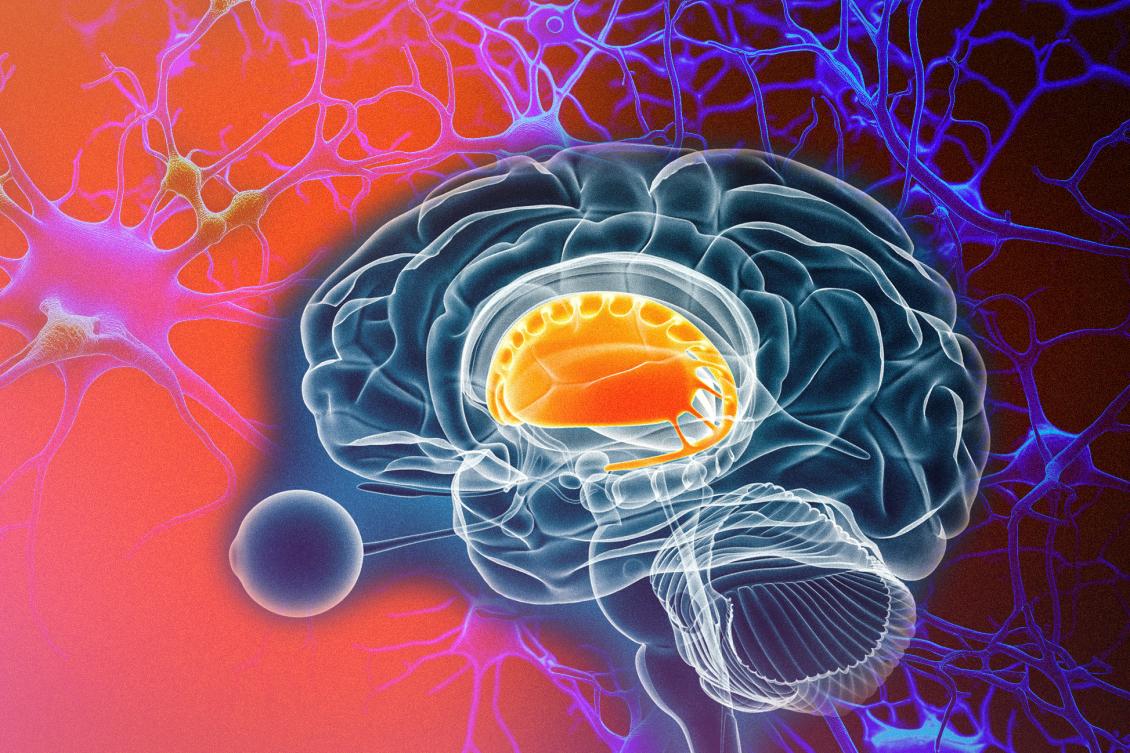 Brain pathways that control dopamine release may influence motor control