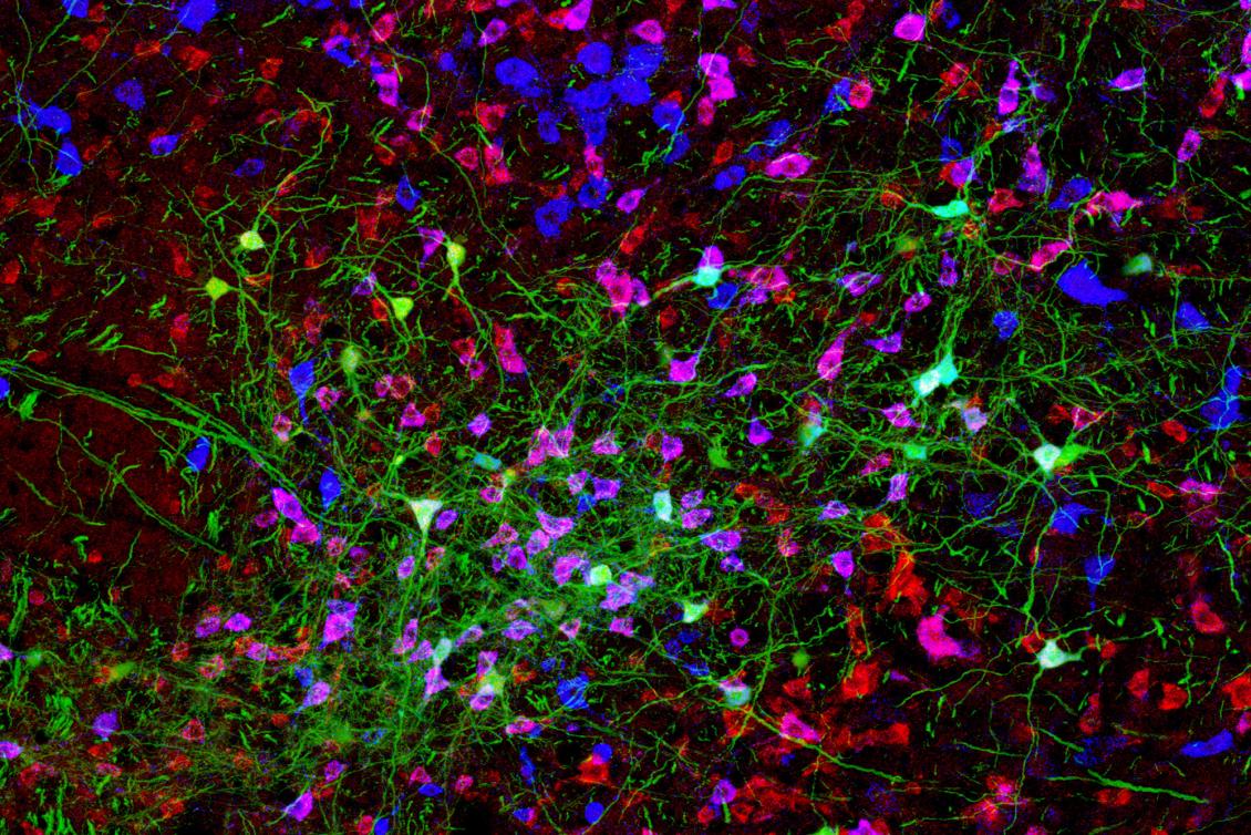 How the brain generates rhythmic behavior How the brain generates rhythmic behavior