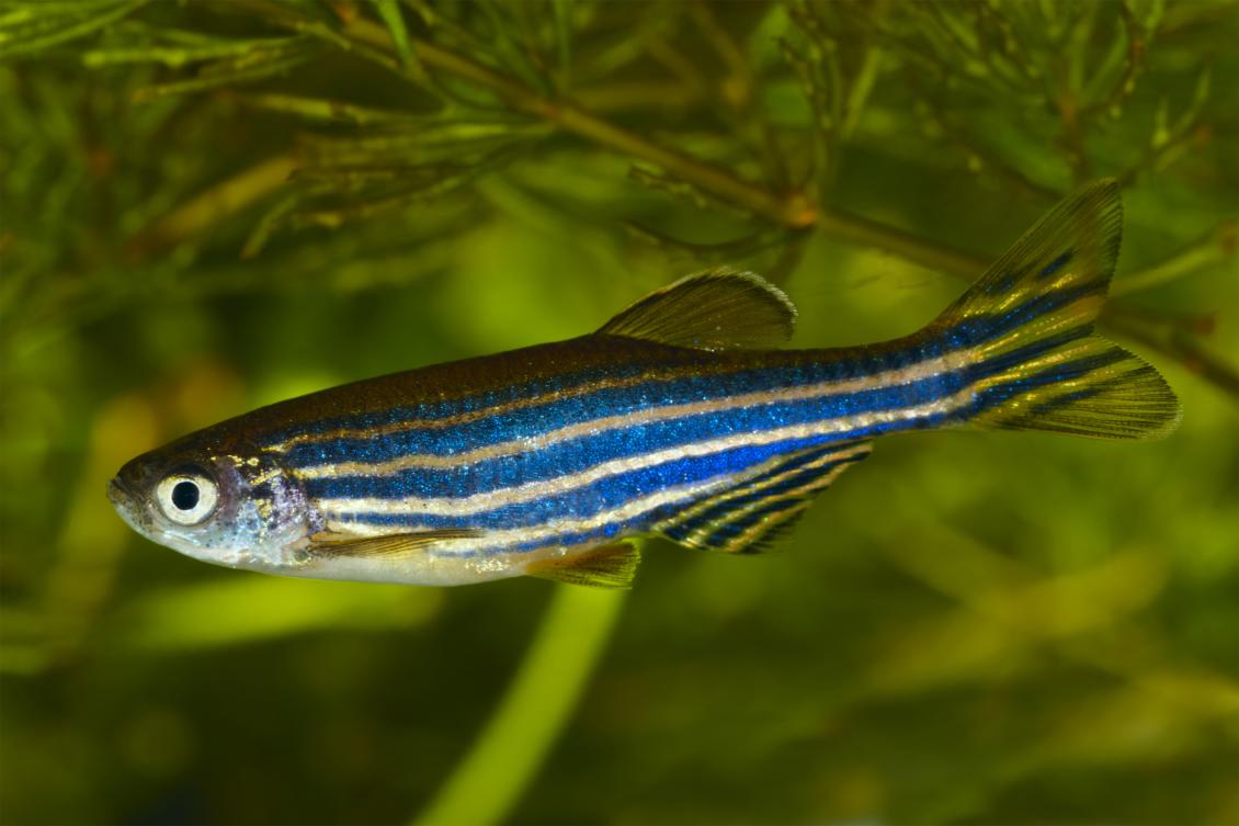 Study: Zebrafish are smarter than we thought Study: Zebrafish are smarter than we thought
