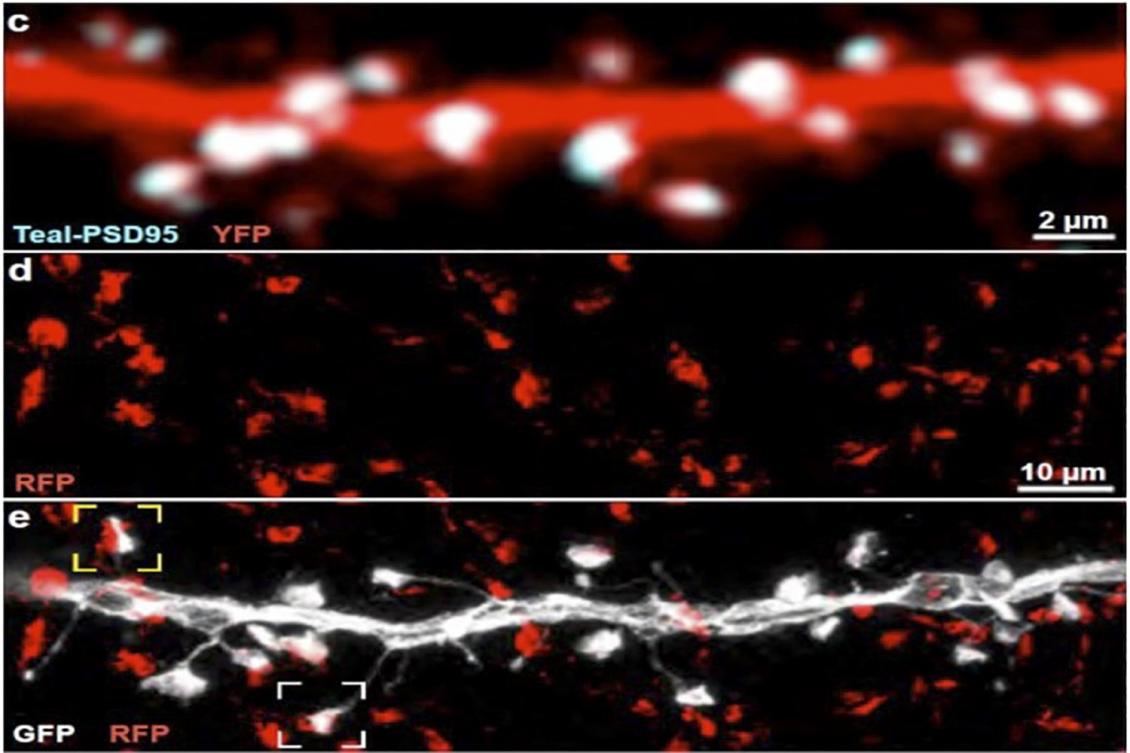 Sparse, small, but diverse neural connections help make perception reliable, efficient Sparse, small, but diverse neural connections help make perception reliable, efficient